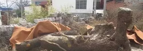 海南黄花梨和小叶紫檀金丝楠木,缅甸花梨和海南黄花梨的图片对比