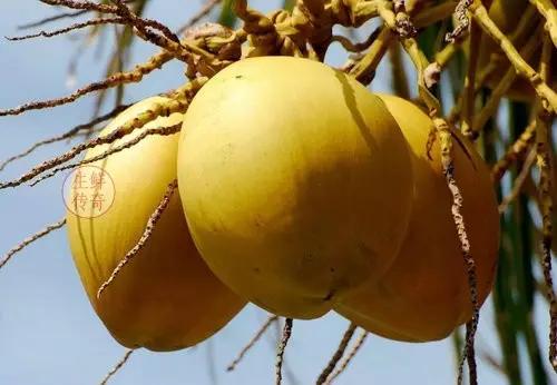 海南必吃十种水果图片名称,海南水果品种大全排名