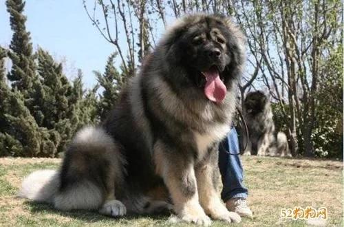 高加索犬vs高加索犬,高加索犬和熊版高加索犬的区别