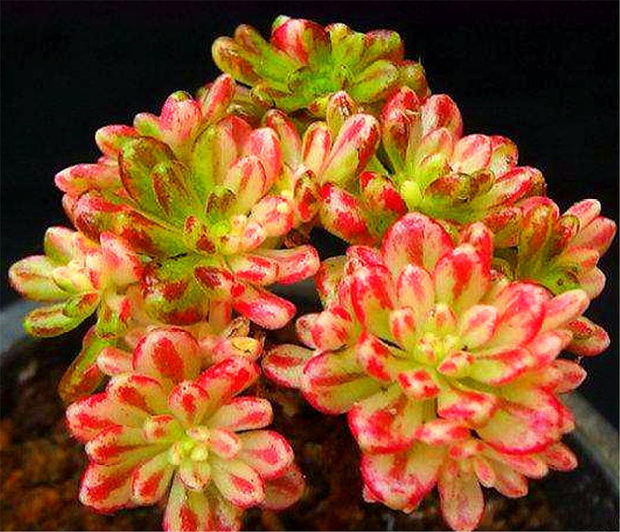 多肉小人祭盆景图片,多肉小人祭如何爆盆