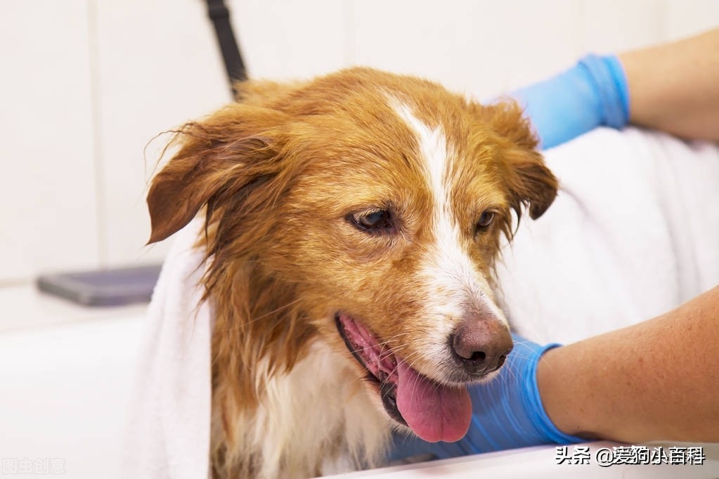 狗狗总有眼泪怎么办啊,狗狗总有泪痕怎么办