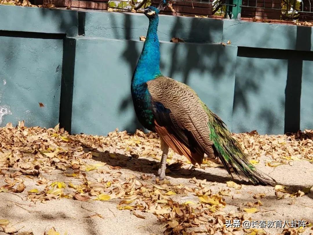 长春排名前十中小学,长春中小学哪些比较好