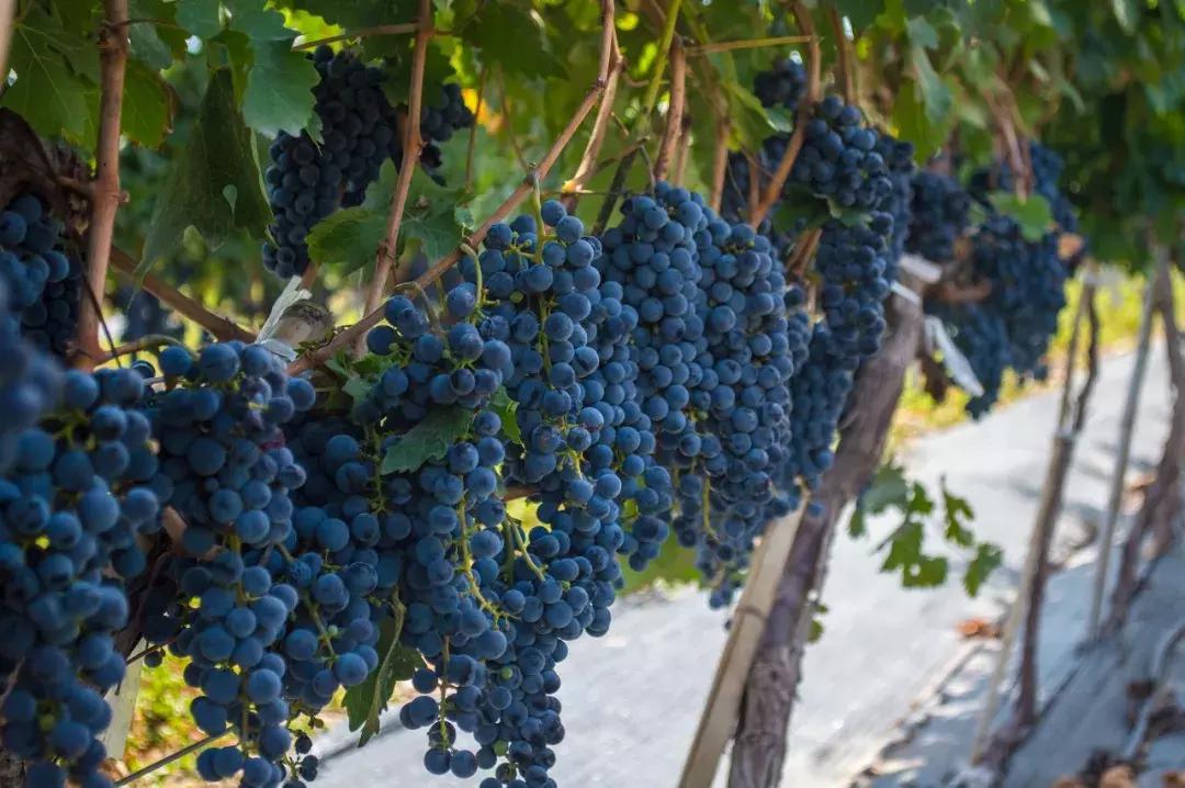 银川一个不一样的西北城市,宁夏银川大西北