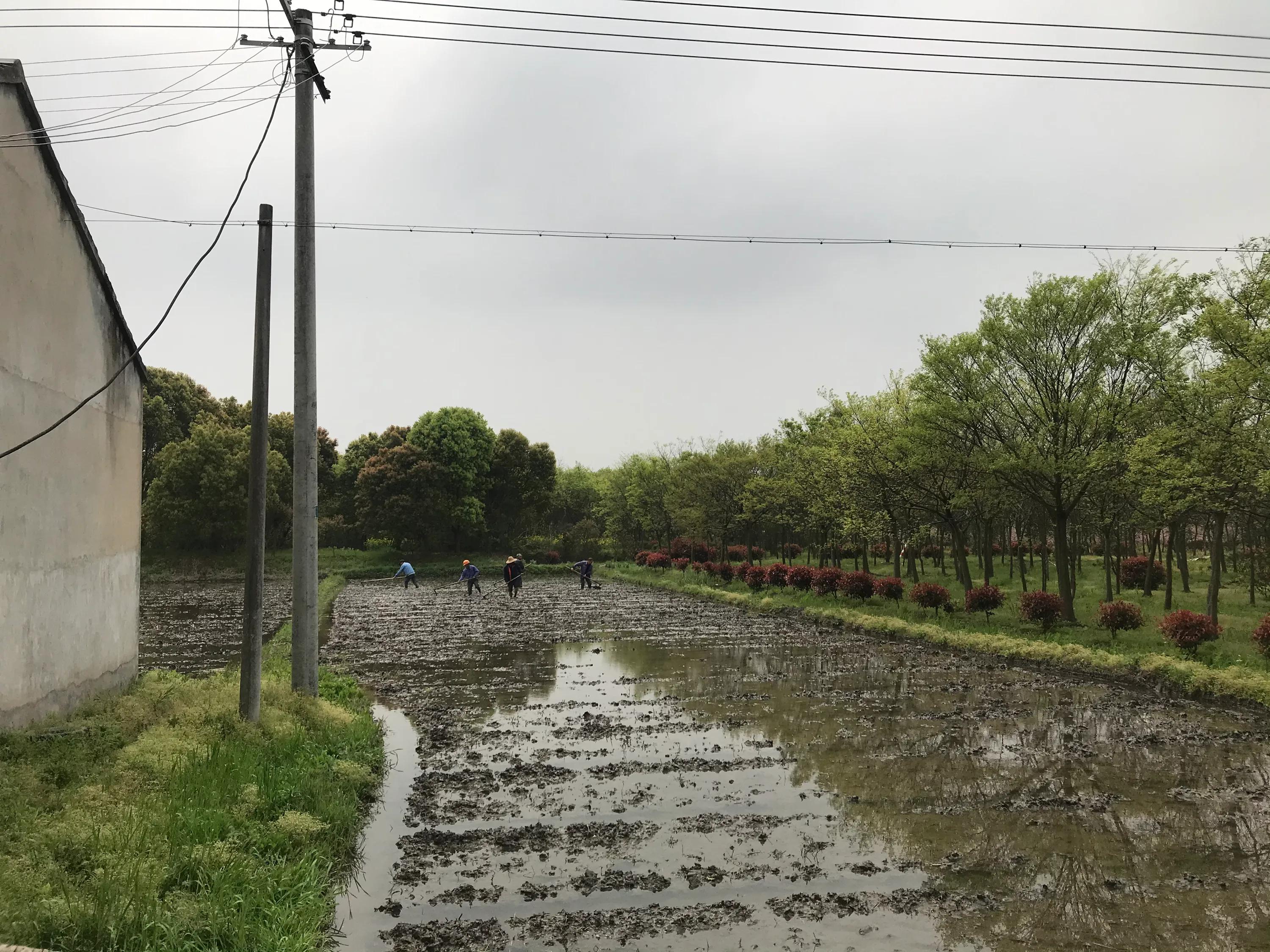 苏州吴江震泽八都,吴江区震泽八都贯桥社区