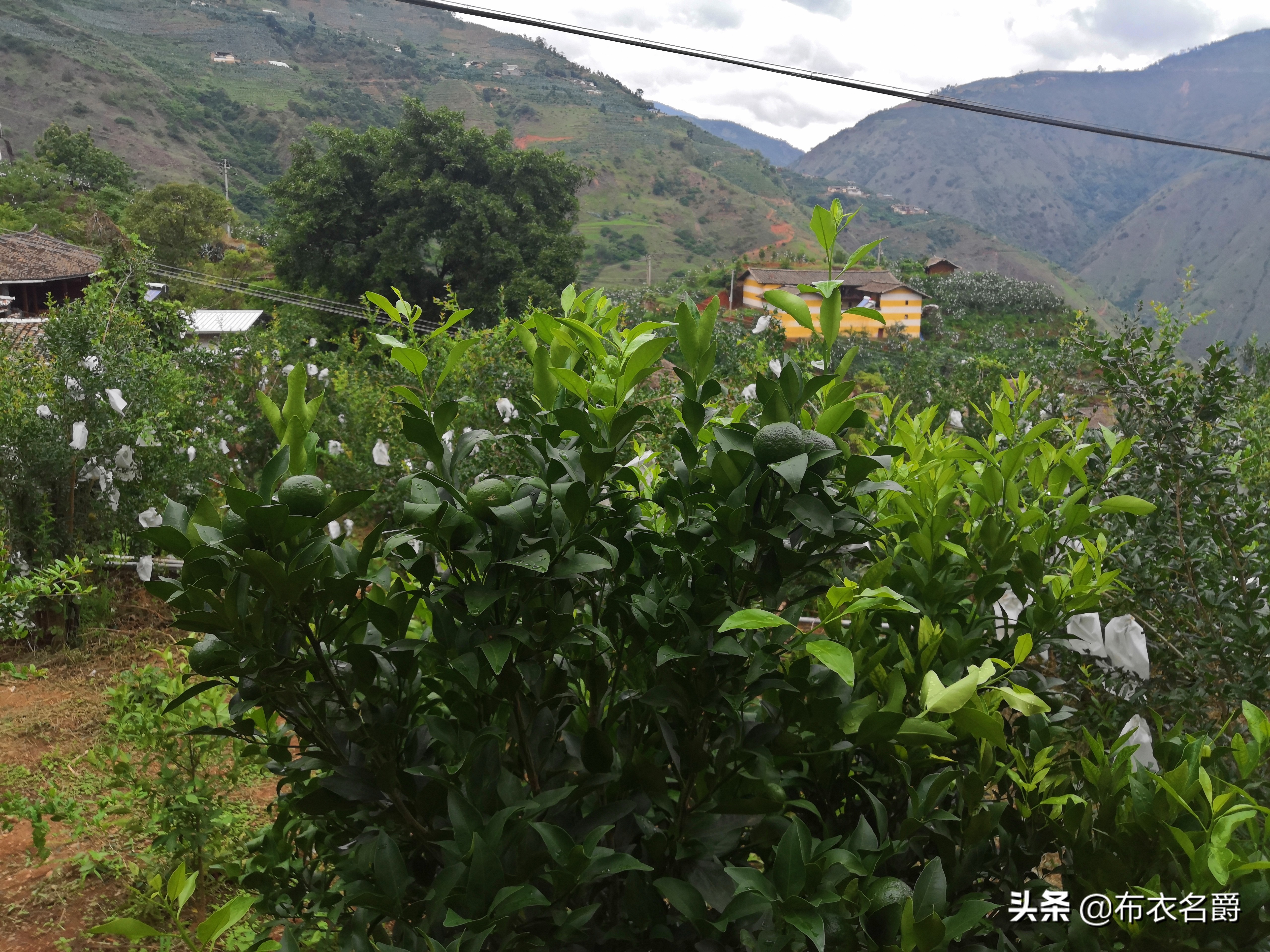 养羊技术与羊病预防推荐,养羊与羊病防控知识