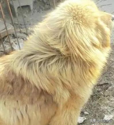 藏獒和金毛能生出来狗狗吗,金毛和藏獒生的崽叫啥