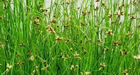 地里的野菜不认识拍照片怎么查,农田常见100种杂草图谱名称