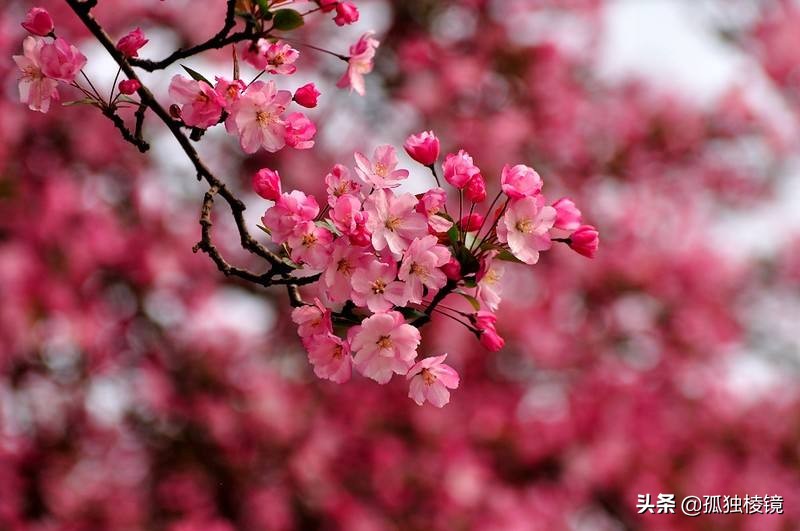 新手的第一支镜头怎么选？——这3款是尼康单反镜头的入门首选