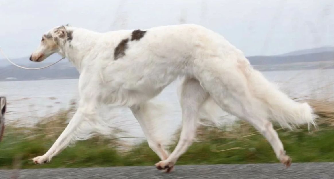 俄罗斯猎狼犬打斗,俄罗斯猎狼犬捕狼视频