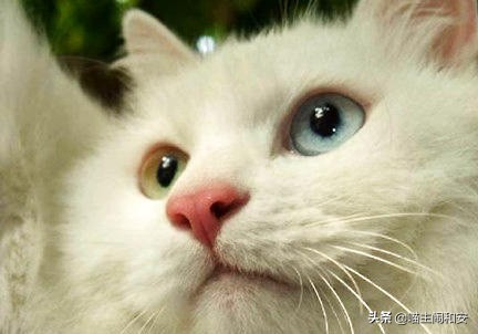 猫胡须的资料,猫胡子的10个小秘密