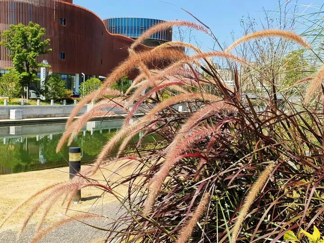 上海观赏草,上海之鱼冬天风景