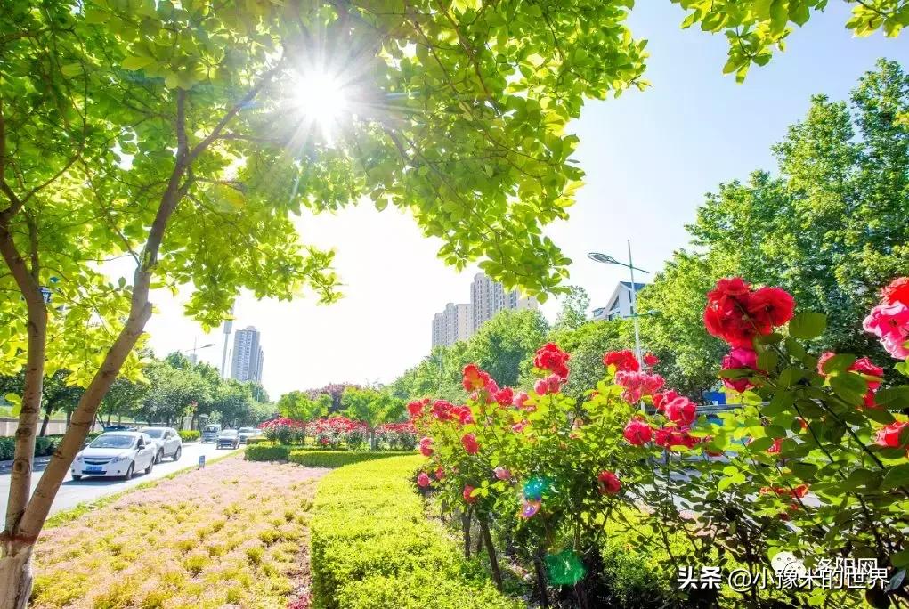 河南洛阳发布最新通知,洛阳牡丹花会向全世界发出邀请