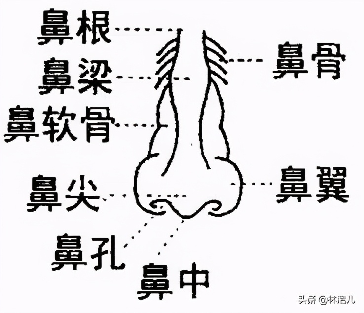 杨紫脸型变美,杨紫鼻基底前后对比