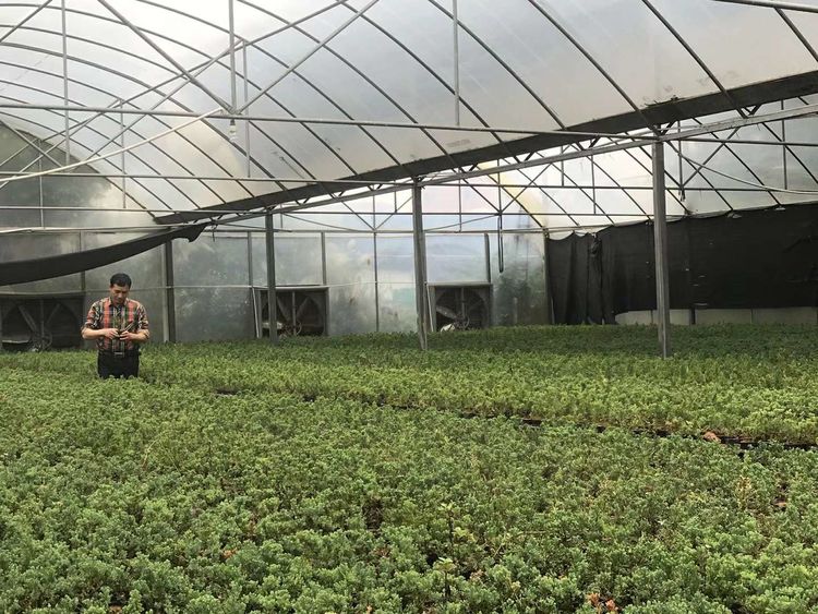 台湾真柏价格表,台湾真柏完整视频