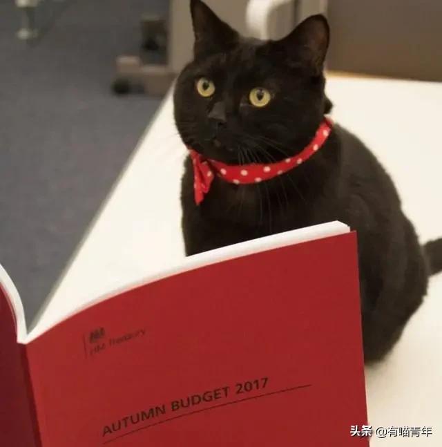 英国第一御猫,英国第一猫拉里视频