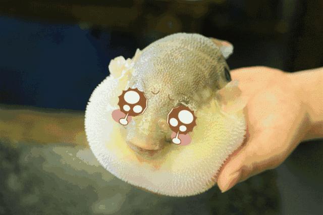 快死的鱼放到河里还能活吗,快死的鱼还在挣扎能活吗