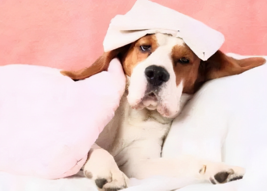 春季狗狗常见疾病,狗狗要怎么预防肠道疾病