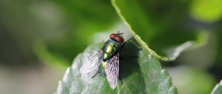 苍蝇的危害大吗容易使人得病吗,苍蝇传播的疾病有哪些