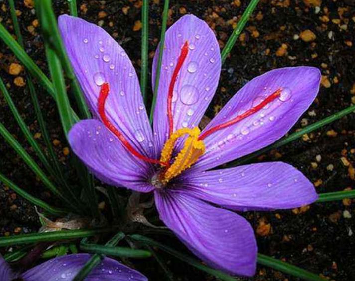 西红花花中软黄金,藏红花黄金花