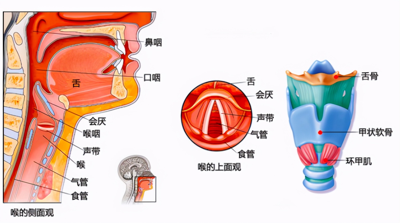 “人类高音实验”的产物，自幼被阉割的他们，成了时代的牺牲品
