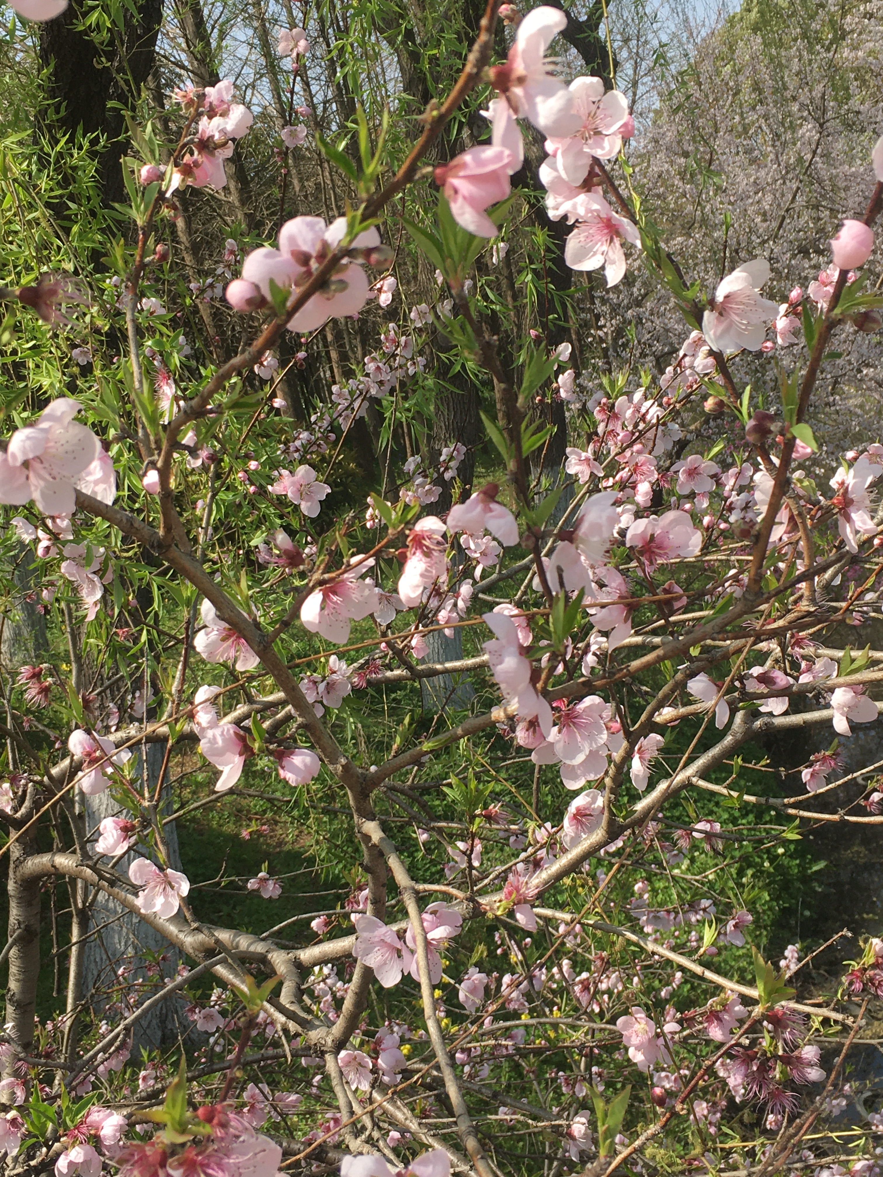 春天必打卡的樱花胜地顾村公园,顾村公园樱花照片视频