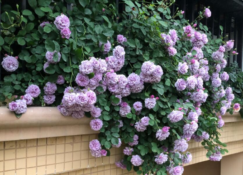 多季节开花勤花期长的藤本月季,藤本月季粉色龙沙宝石