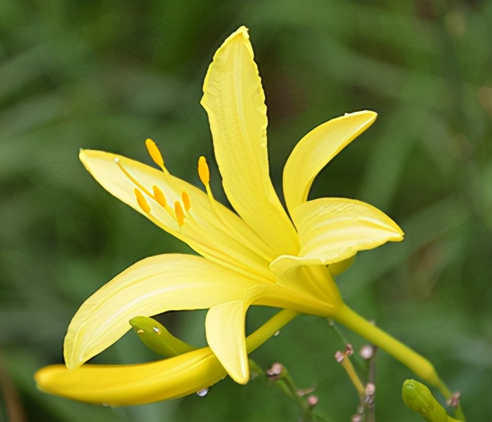 一帆风顺花有毒吗对小孩有影响吗,气味对身体有害的盆栽花卉