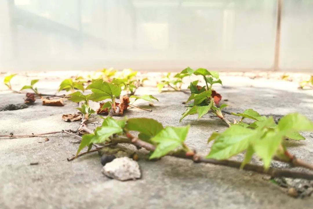 春天的绿色风景,春天的绿色是什么绿