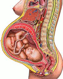 准妈妈孕肚变化图,准妈妈肚子太大了