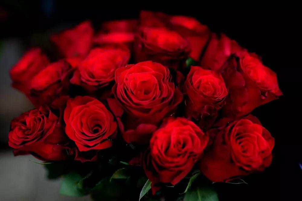 花店必备的5款玫瑰,花店最常用什么品种的玫瑰花