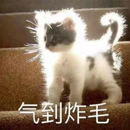 「养猫的日常」当你有这样的感慨，说明你养猫是正确的选择