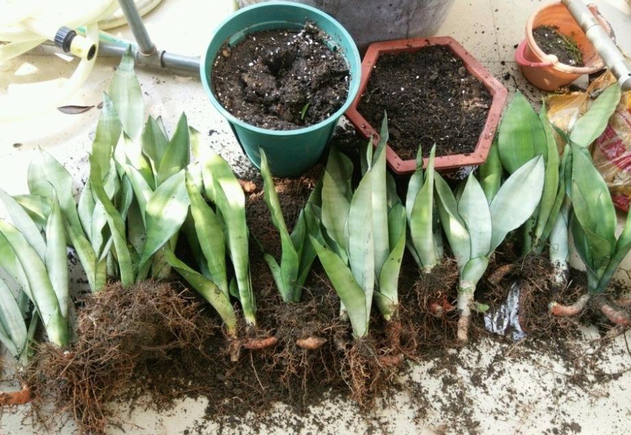 虎皮兰怎么养长得快又爆芽,虎皮兰漂亮又好养