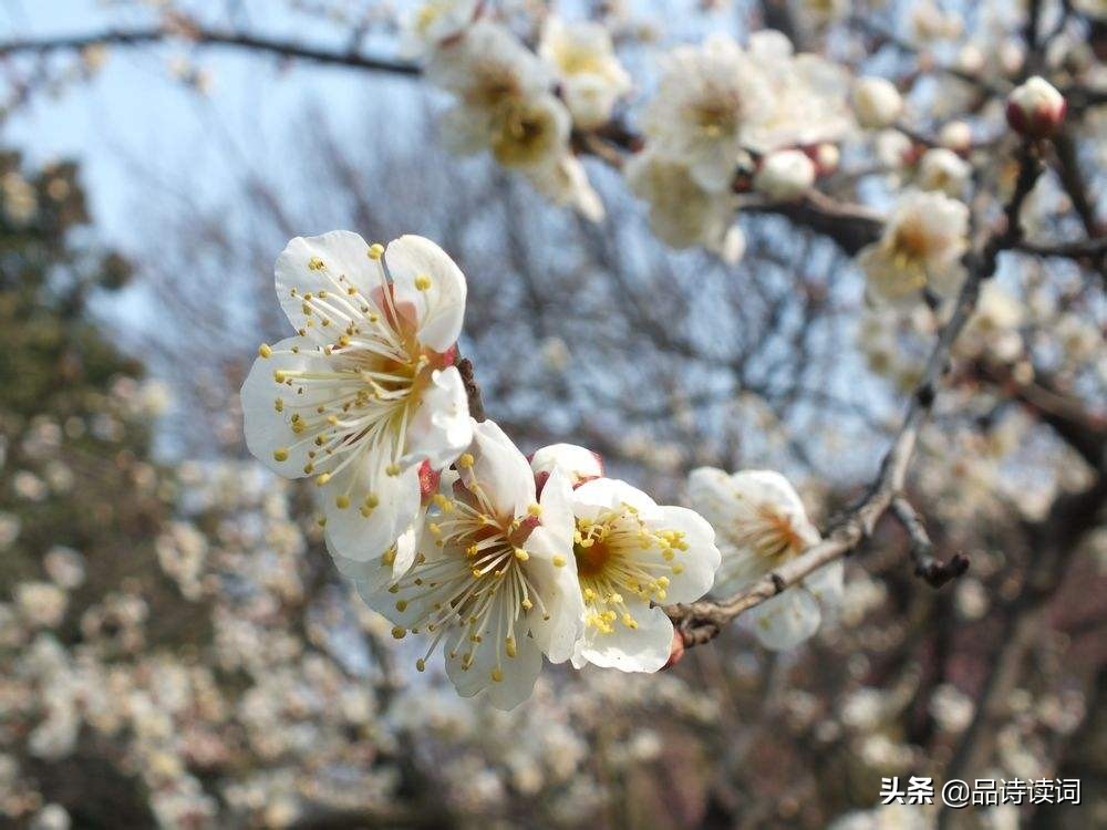 宋诗梅花朗读,宋诗王安石的咏梅