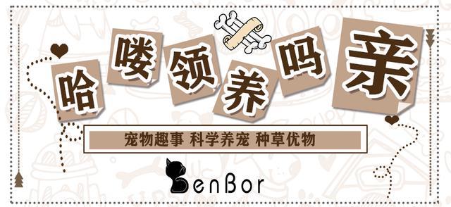 小猫咪能看懂别的猫咪照片吗,小猫咪在猫咪的眼里是什么样的