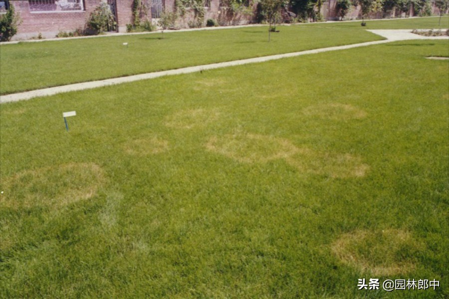 草坪灰斑病,草坪上白色颗粒是什么