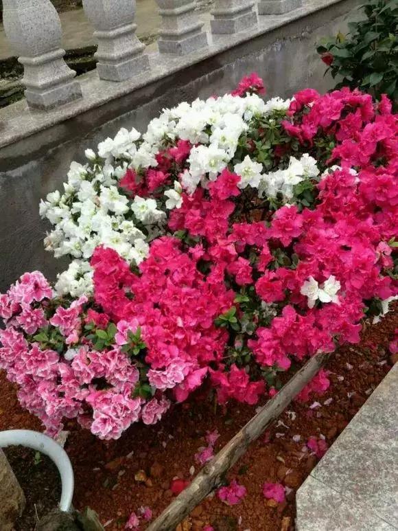 吊兰和绿萝哪个吸甲醛好养,绿萝和吊兰能清除甲醛吗