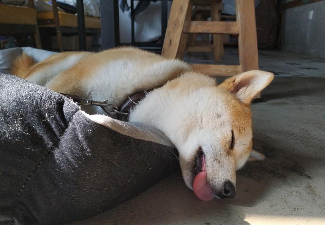 民间灭跳蚤最有效的偏方,中医怎么消除跳蚤