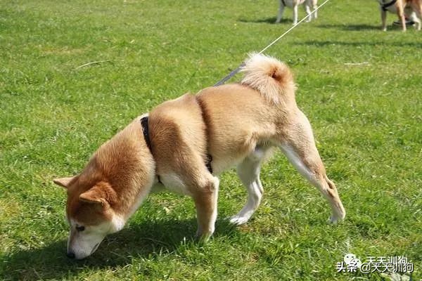 狗狗吃便便的5大原因,狗狗吃便便的几个原因