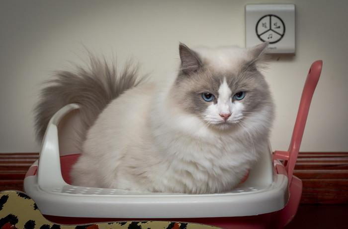 猫咪呕吐处理攻略,猫咪常见的呕吐原因及治疗方法