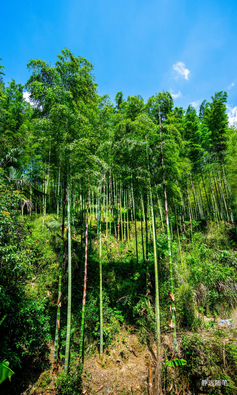 浙江富阳上官球拍有限公司,富阳上官乒乓球拍厂