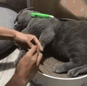 新手养猫养美短还是英短好,养猫手册如何养好一只英短蓝猫