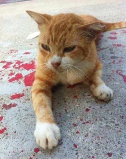 猫咪有血迹,猫咪倒在主人怀里