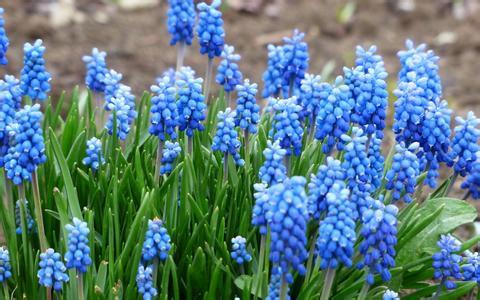 钃濈传鑹茬殑鑺辨湁鍑犵,10绉嶈秴缇庣殑娴呯传鑹茶姳