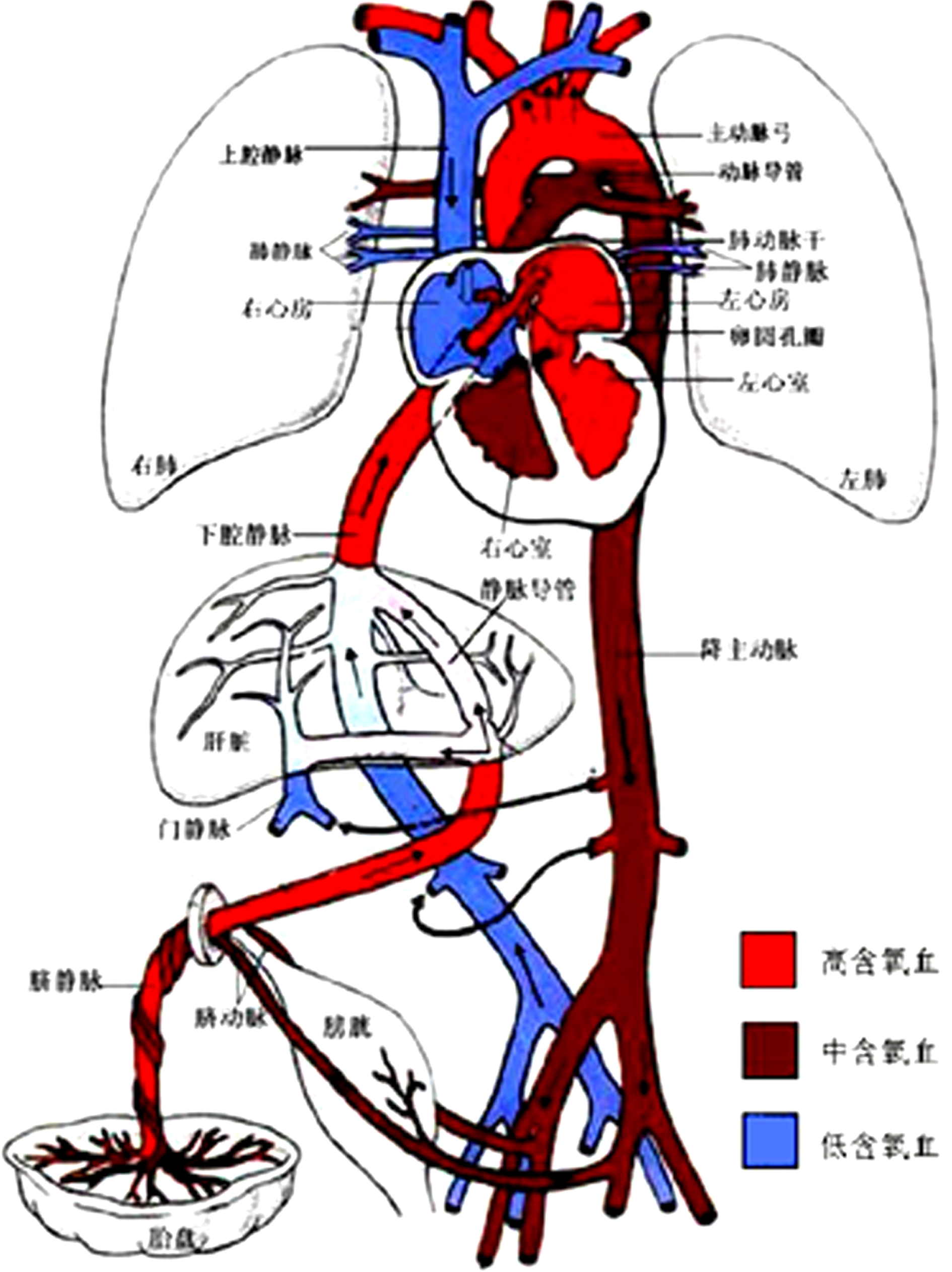 胎儿心脏超声和胎儿心脏彩超区别,胎儿心脏超声和彩超有区别吗