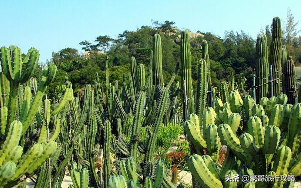 厦门深度旅游攻略自由行,厦门美丽海岛自由行攻略