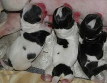 养吉娃娃属于小型犬吗,适合家庭饲养的小型犬吉娃娃