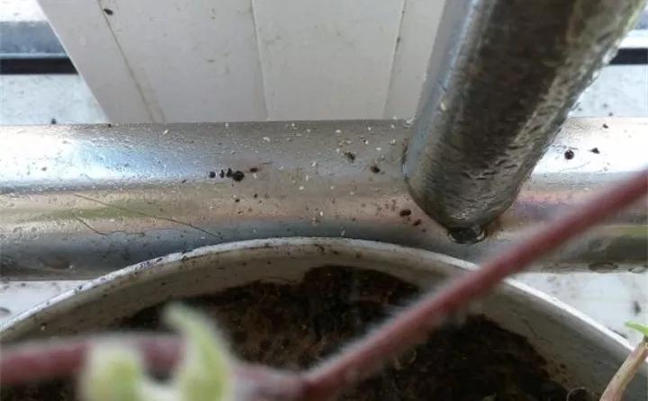 养花的虫害分类及防治,养花如何预防虫害视频教程