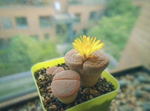 生石花正在蜕皮然后徒长了怎么办,生石花徒长什么时候可以扒开叶子