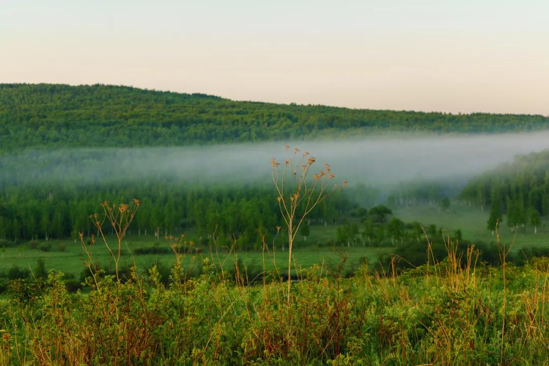 八月的呼伦贝尔大草原,辽阔的呼伦贝尔大草原风景