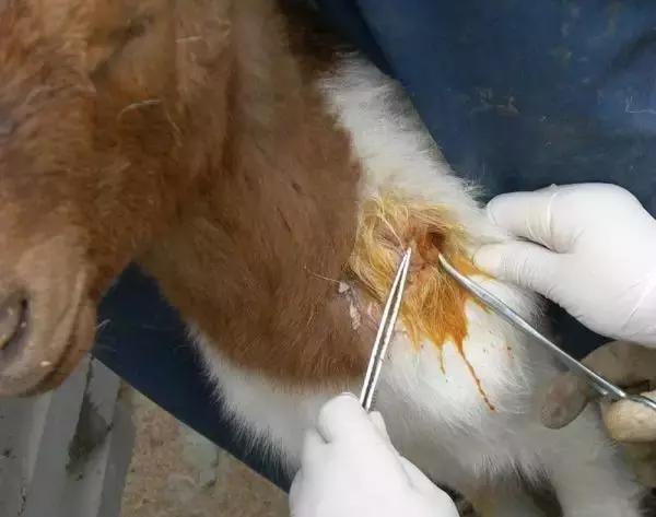 「微课堂」羊身上长大脓包怎么处理？